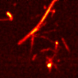 Raman maps of Molybdenum Trioxide Nanotubes