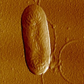 Pseudomonas bacteria