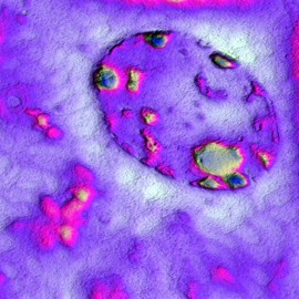 Cells of mouse kidney embedded into epoxy resin bloсk