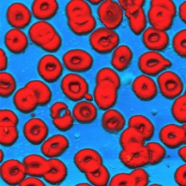 Blood cells