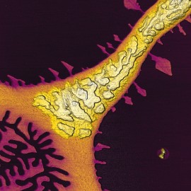 Thin film of semiconducting polymer