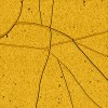 nanotubes_n300