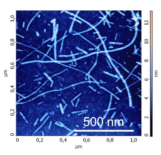 lysozyme