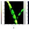 algal_cells