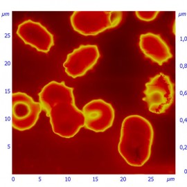 Erythrocytes