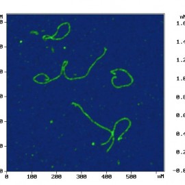 Collagen molecules