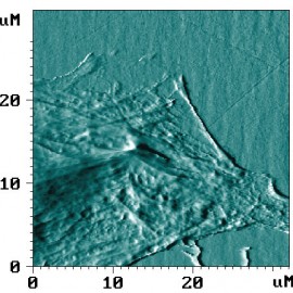 Mouse fibroblast imaged in liquid