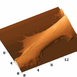 Human embryo fibroblast