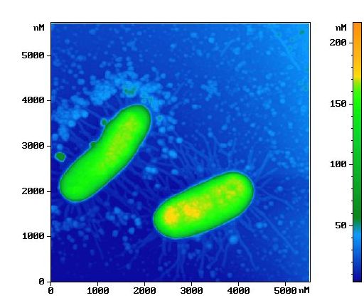 e-coli37_2