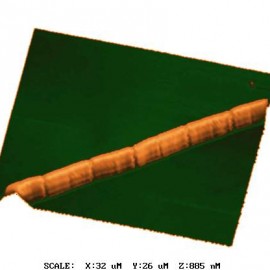 Cyanobacterium from LPP-group