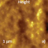 Height and phase images, which were recorded at elevated location, at low force